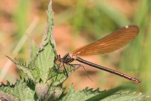Calopteryx virgo